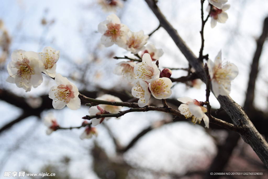 梅花