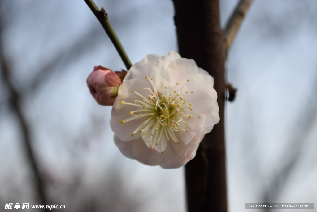 梅花