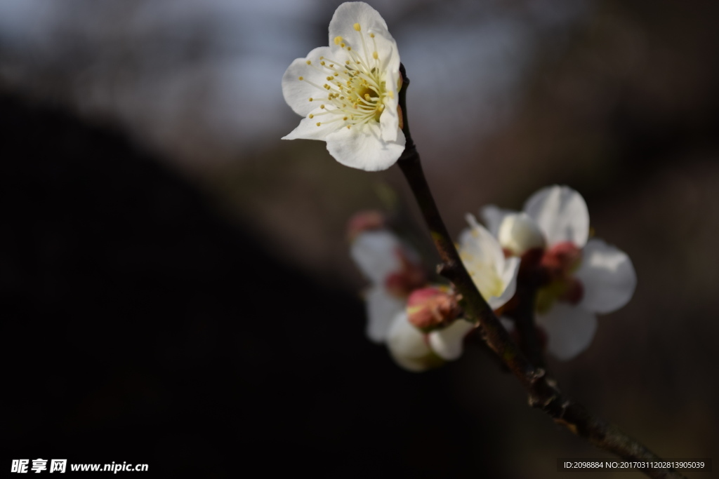 梅花