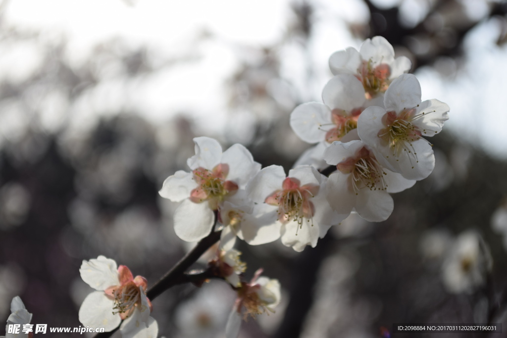 梅花