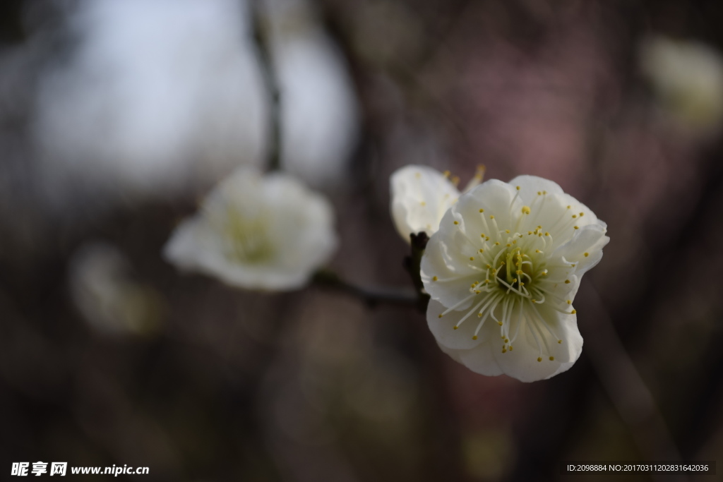 梅花