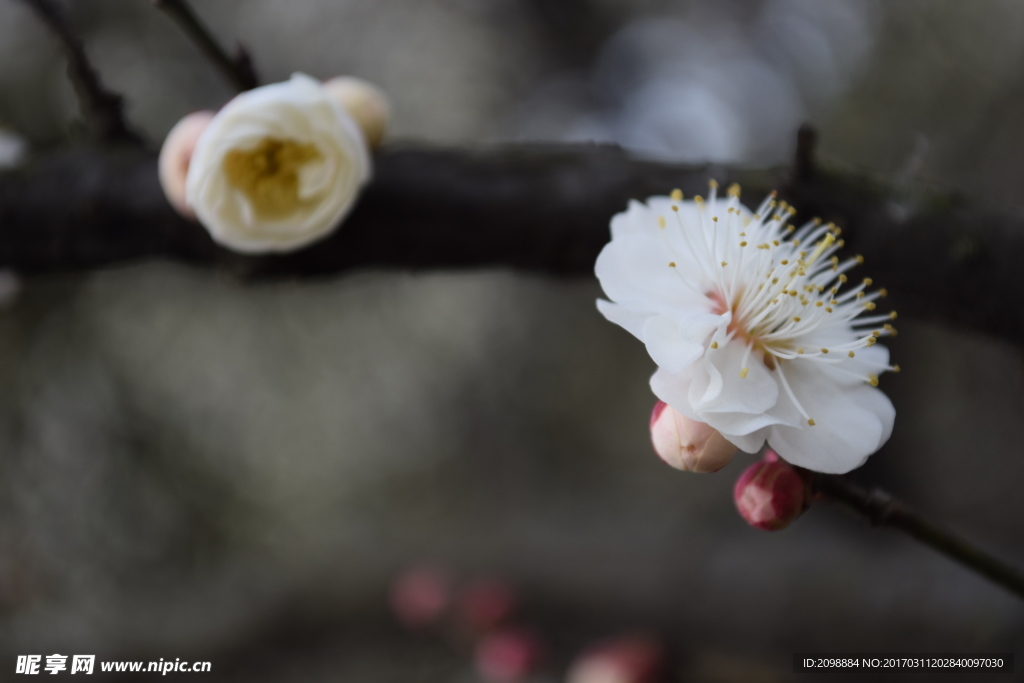 梅花