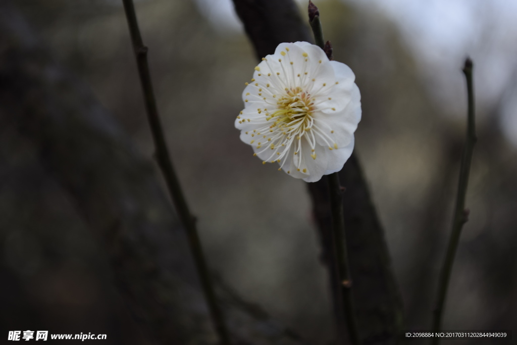 梅花