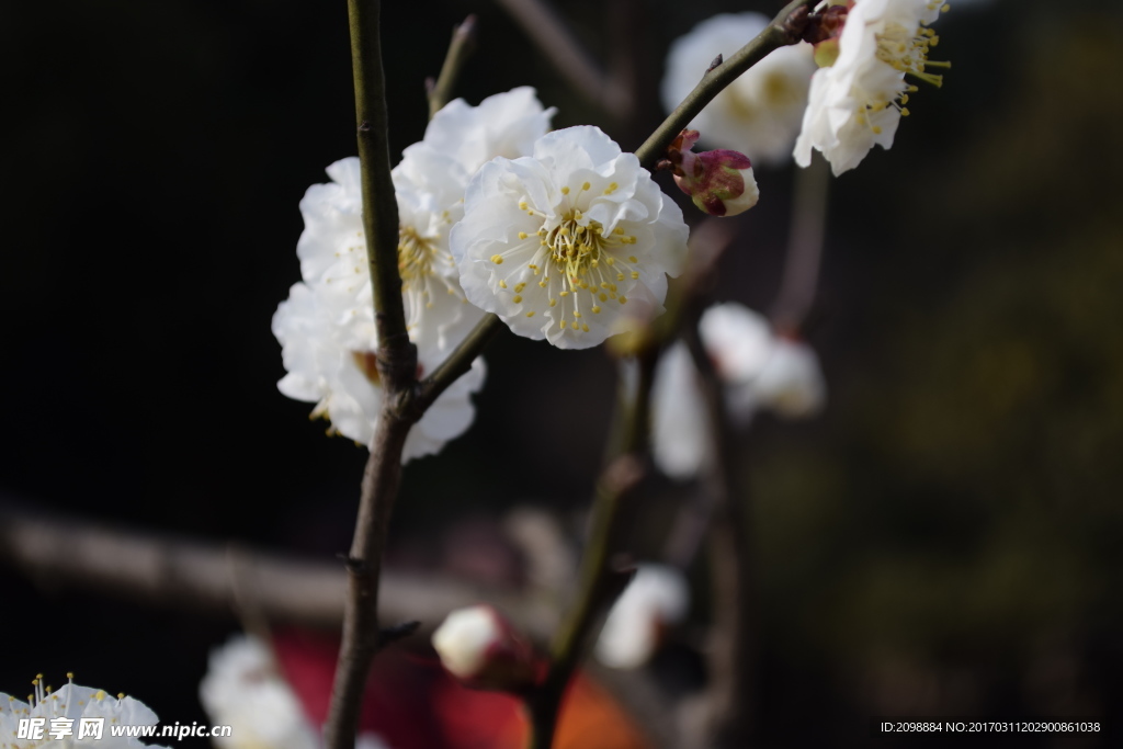 梅花