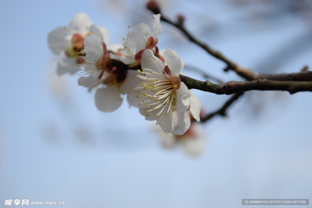 梅花