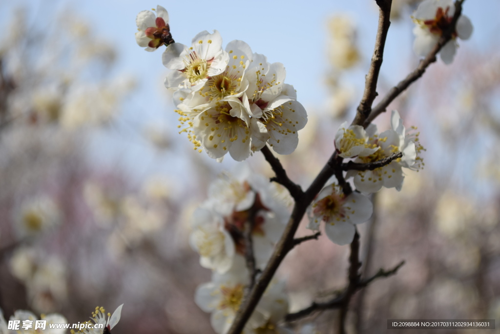 梅花