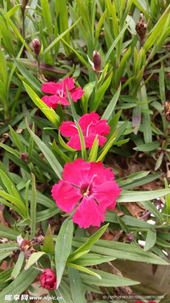 野花