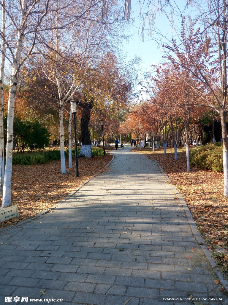 枫叶 红叶