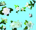 栀子花