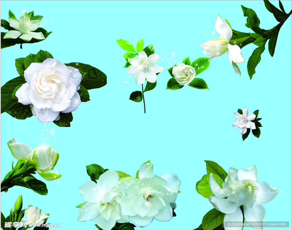 栀子花