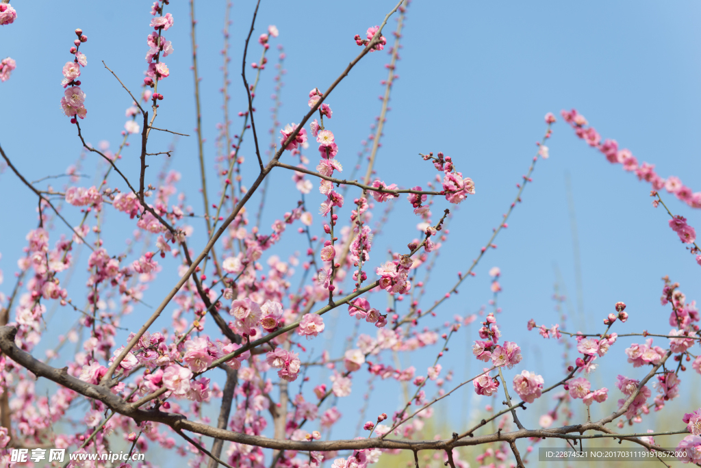 梅花