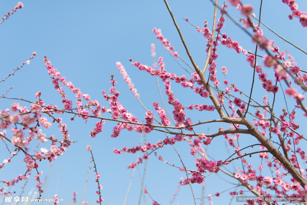 梅花