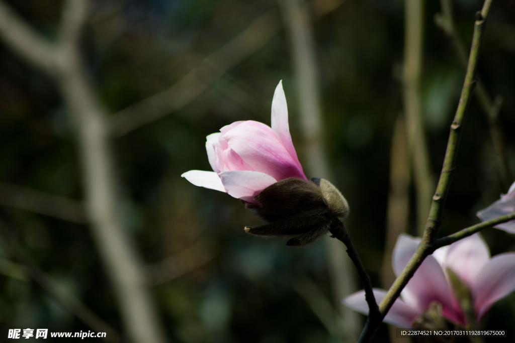 玉兰花