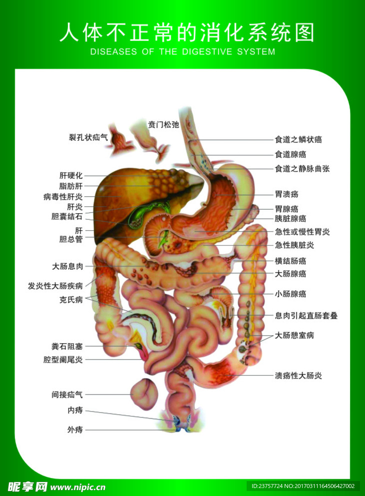 消化系统解剖图图片