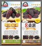 桑葚
