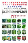 蔬菜品种图