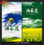 油菜花