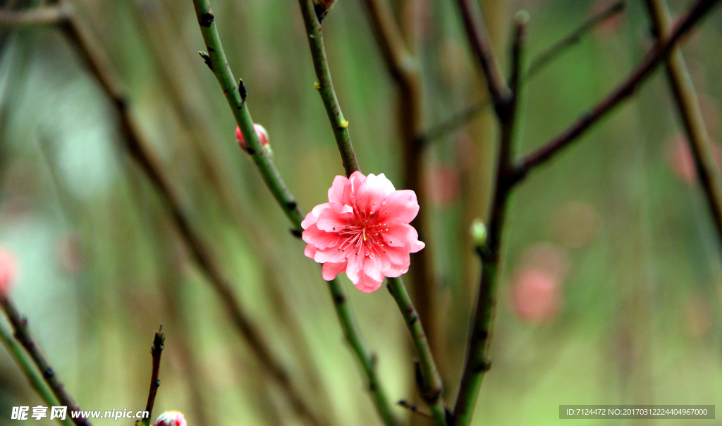 梅花