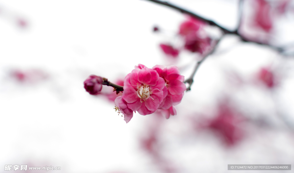 梅花