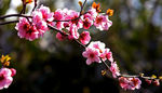 梅花