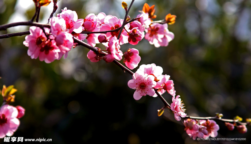 梅花