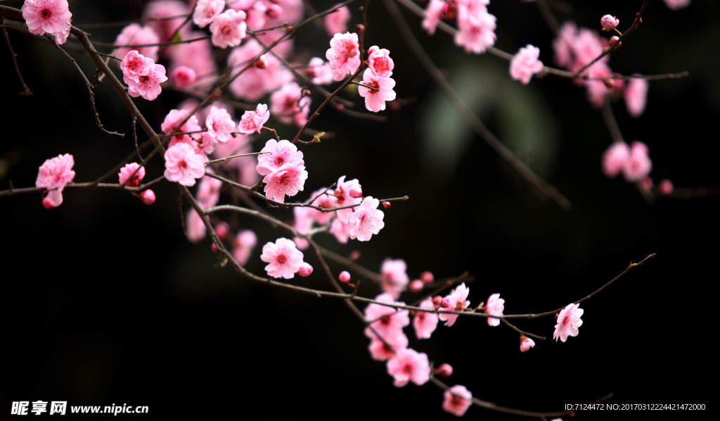 梅花