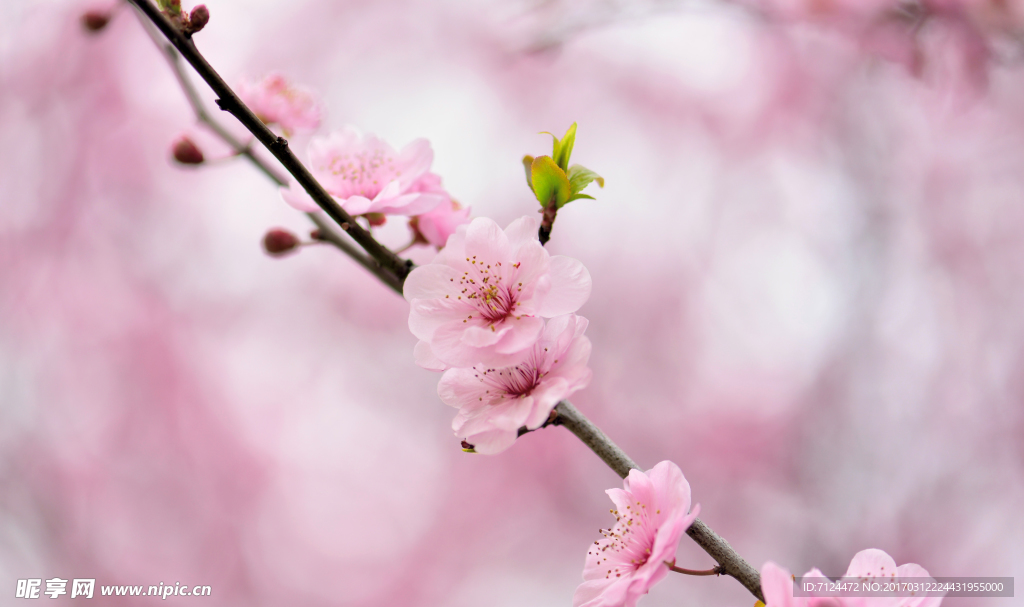 梅花