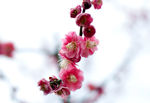 梅花