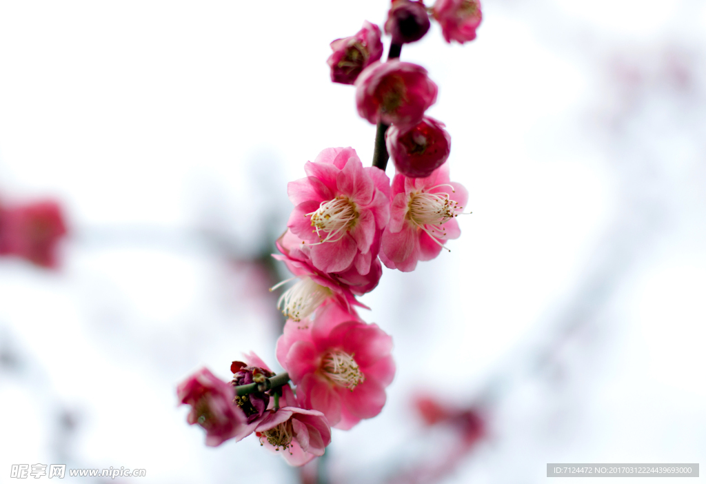 梅花