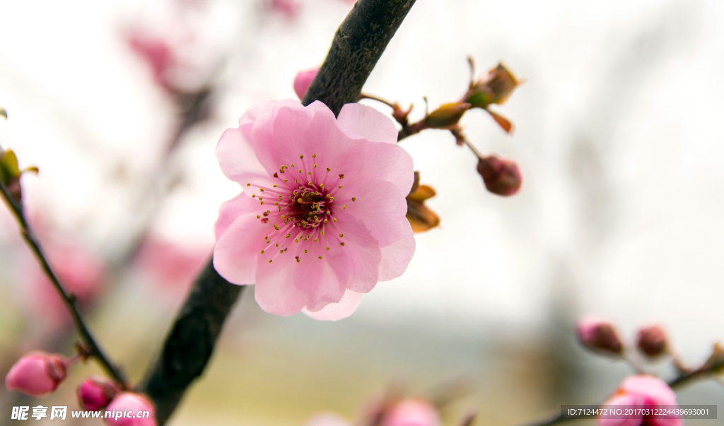 梅花