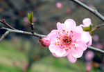 梅花