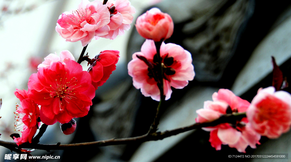 梅花