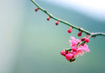 梅花