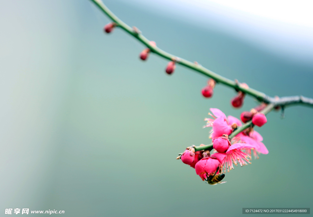 梅花