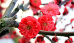 梅花