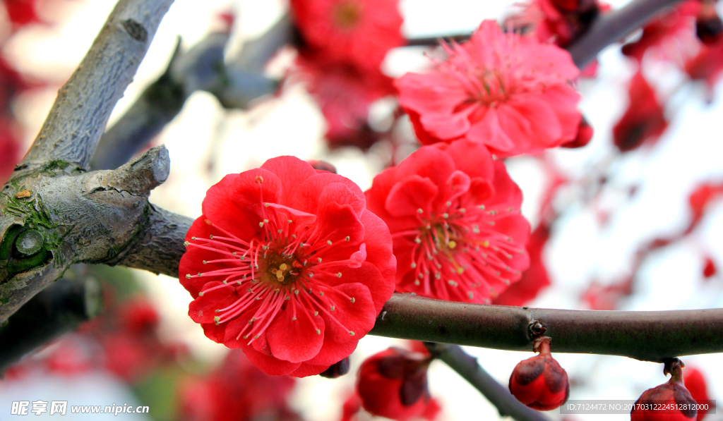 梅花
