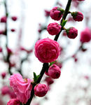 梅花