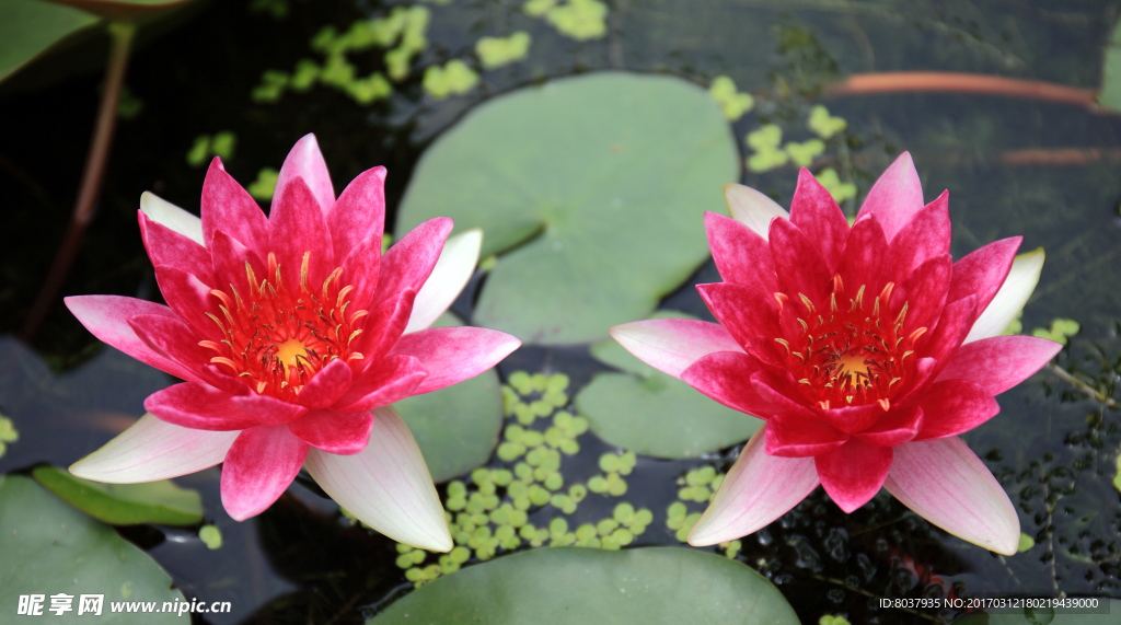 露易斯莲花
