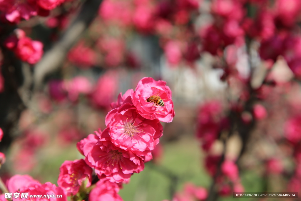 樱花