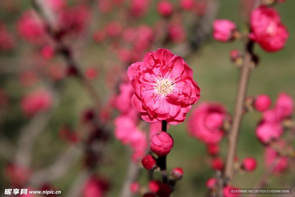 樱花