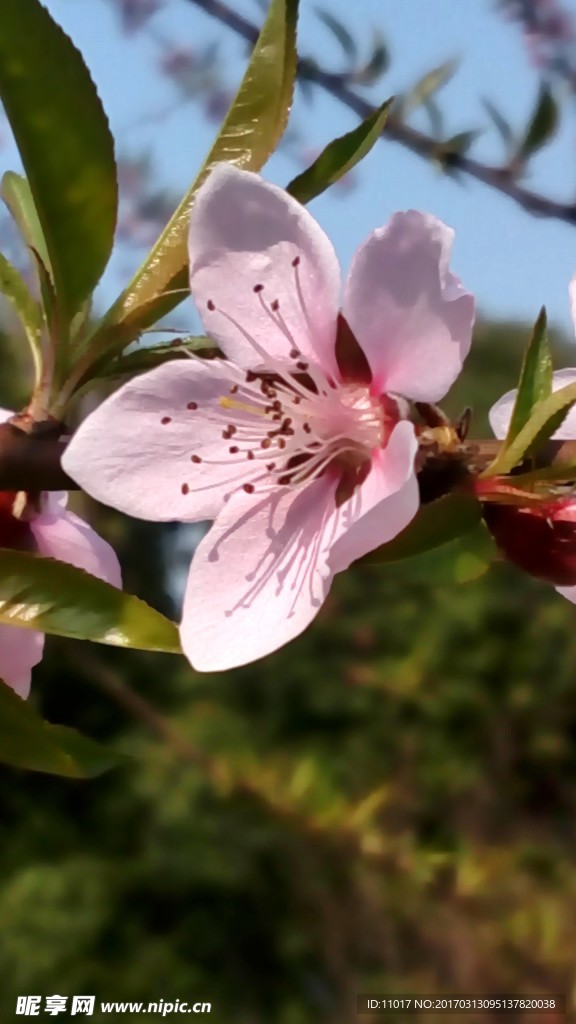 桃花