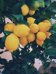 柠檬 柠檬树