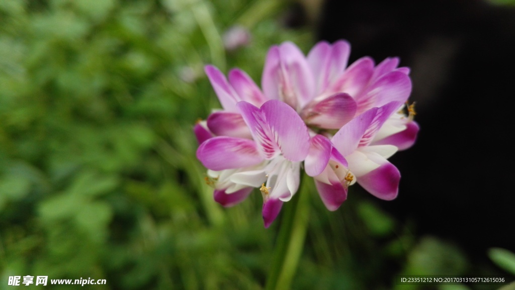 田间紫花草