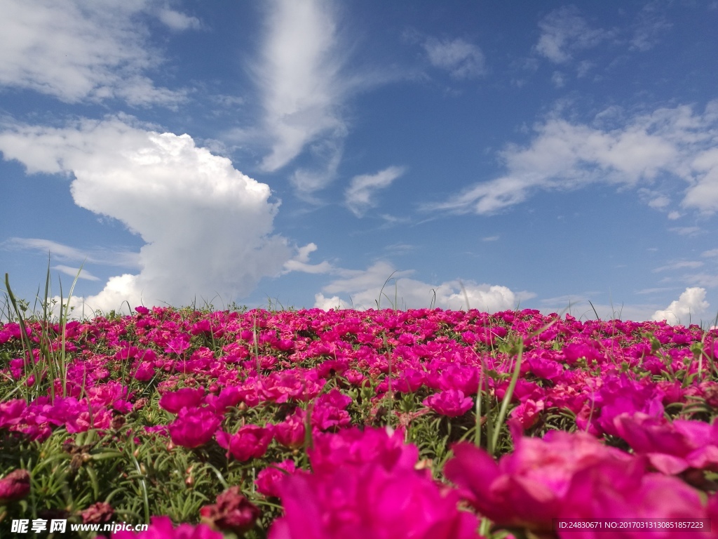 银桥花海