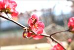 采蜜