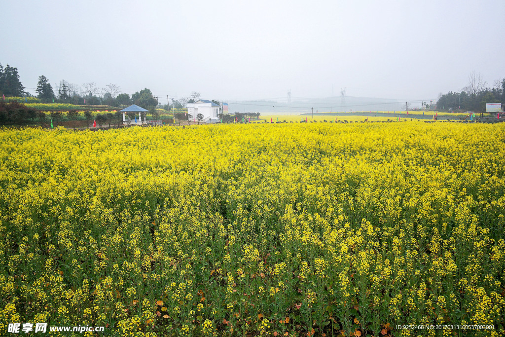 油菜花海