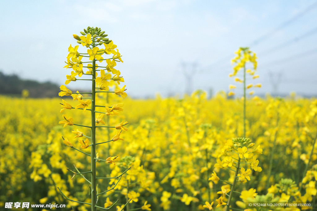 油菜花