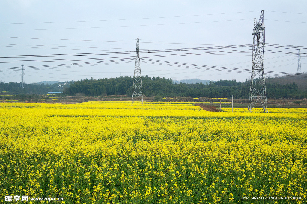 油菜花