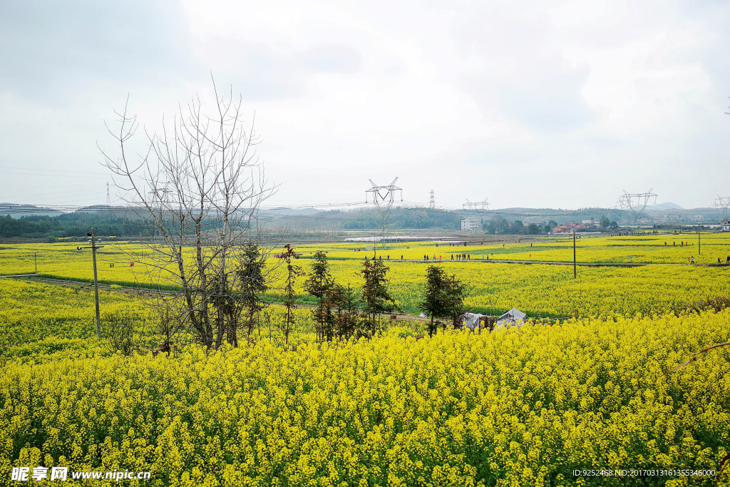 油菜田