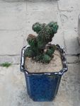仙人掌